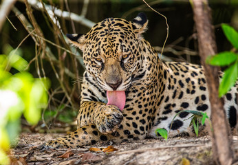 Jaguar lies on the ground among the jungle. Close-up. South America. Brazil. Pantanal National Park.