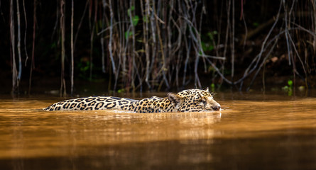 Jaguar is floating on the river. South America. Brazil. Pantanal National Park. © gudkovandrey