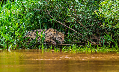 Fototapeta na wymiar Jaguar is looking for its prey in the water among the grass. South America. Brazil. Pantanal National Park.