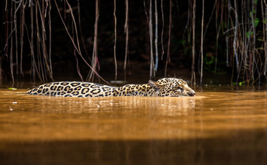Jaguar is floating on the river. South America. Brazil. Pantanal National Park.