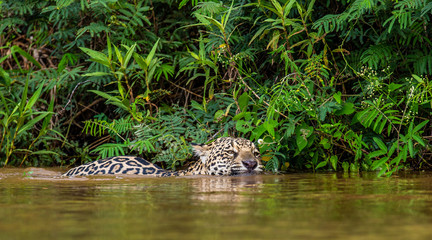 Jaguar is floating on the river. South America. Brazil. Pantanal National Park.