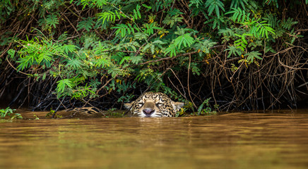Jaguar is floating on the river. South America. Brazil. Pantanal National Park.