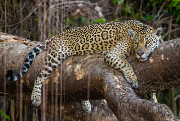 Jaguar lies on a picturesque tree in the middle of the jungle. South America. Brazil. Pantanal National Park.