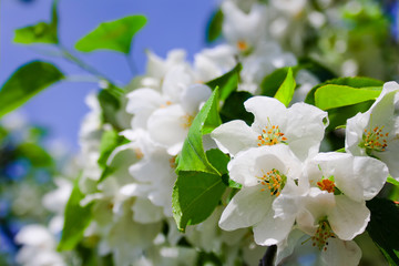 Blooming branch of wild apple tree close-up.