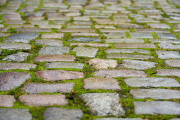 Paving stones after rain with green moss and grass.