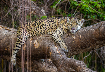 Jaguar lies on a picturesque tree in the middle of the jungle. South America. Brazil. Pantanal National Park.