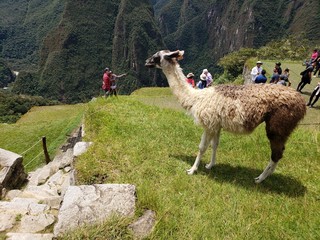MACHU PICCHU AND MOUNTAINS IN PERU