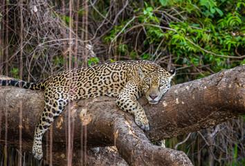 Fototapeta na wymiar Jaguar lies on a picturesque tree in the middle of the jungle. South America. Brazil. Pantanal National Park.