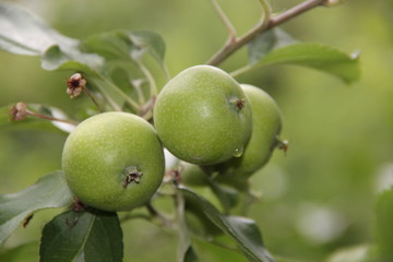 Three green apples on a branch close-up