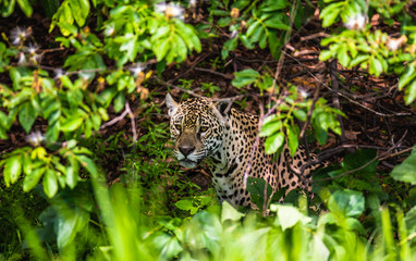 Jaguar among the jungle. Close-up. South America. Brazil. Pantanal National Park.