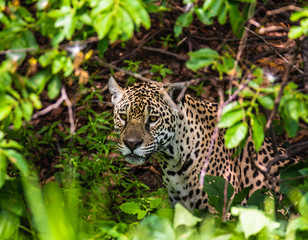Jaguar among the jungle. Close-up. South America. Brazil. Pantanal National Park.