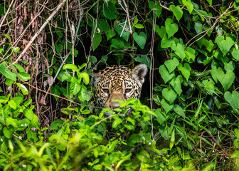 Jaguar is hiding in the grass. South America. Brazil. Pantanal National Park.