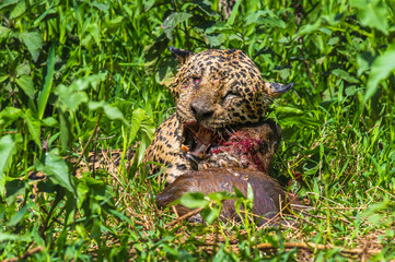Jaguar with prey in the grass. South America. Brazil. Pantanal National Park.