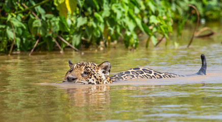 Jaguar is floating on the river. South America. Brazil. Pantanal National Park.