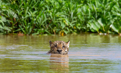Jaguar is floating on the river. South America. Brazil. Pantanal National Park.