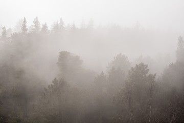 Foggy scenery of a forest on a gloomy day