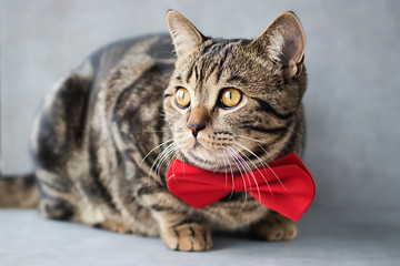 Young tabby cat in a red bow tie on a gray background.