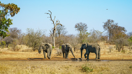elephants in kruger national park, mpumalanga, south africa 17