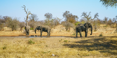 elephants in kruger national park, mpumalanga, south africa 25