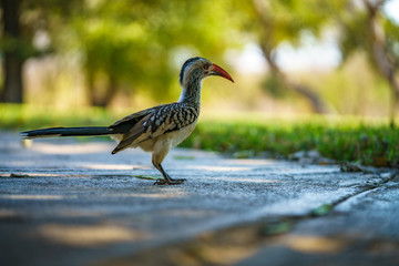 southern yellow-billed hornbill in kruger national park, mpumalanga, south africa 41