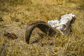 skull of an african buffalo in kruger national park, mpumalanga, south africa 3