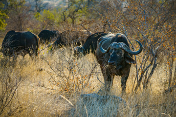 african buffalos in kruger national park, mpumalanga, south africa 7