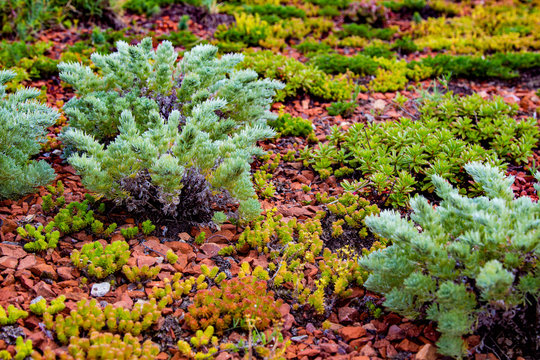 Green Roofs And Roof Gardens. 