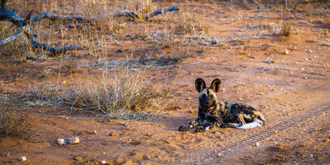 wild dogs in kruger national park, mpumalanga, south africa 14