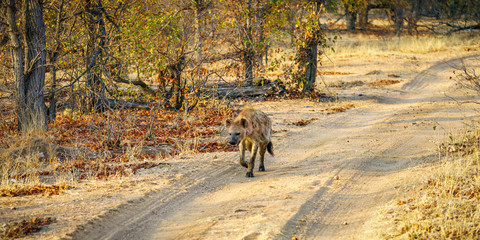 Fototapeta na wymiar hyena in kruger national park, mpumalanga, south africa 5