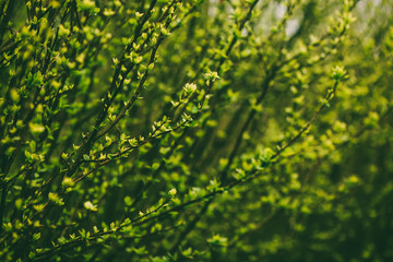 Green fresh leaves background spring