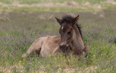 Fototapeta premium Cute Wild horse Foal in Utah in Spring