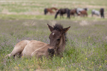 Naklejka na ściany i meble Cute Wild horse Foal in Utah in Spring