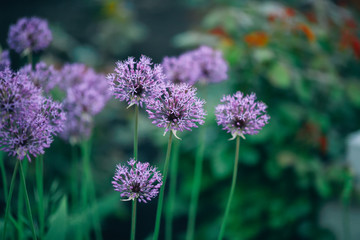 Blooming violet onion plant in garden