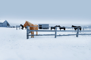 Horses in winter behind the fence on the farm