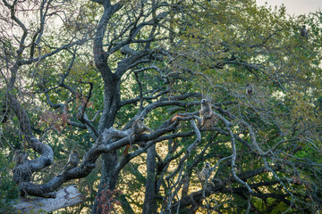 baboon monkeys in kruger national park, mpumalanga, south africa 5