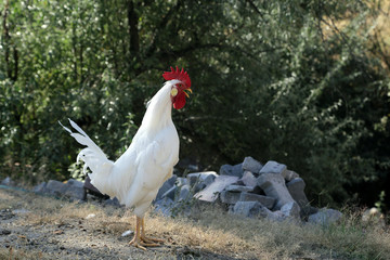 White rooster screaming
