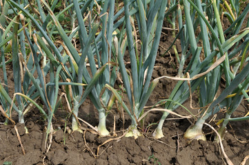 Onions grow onions in the open ground