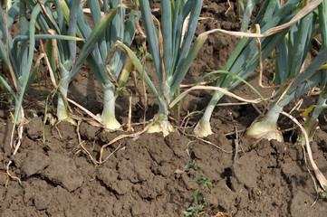 Onions grow onions in the open ground
