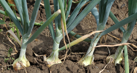 Onions grow onions in the open ground