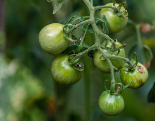 bugs are eating green cherry tomato