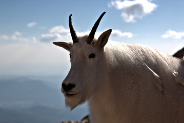 Mountain Goat on Mt Evans in Colorado.  The road to the top of the 14,260-foot (4,346 km) peak of Mount Evans is the highest paved road in North America