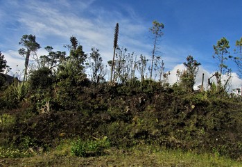 Vegetación de páramo al pie de la carretera