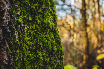 Moss growing on trees. Forest beauty concept, walk through the forest. Rich forest vegetation, beautiful seasonal view.