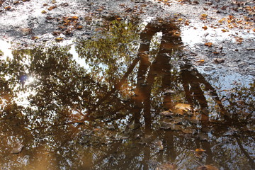 Tree reflecting in a puddle of water
