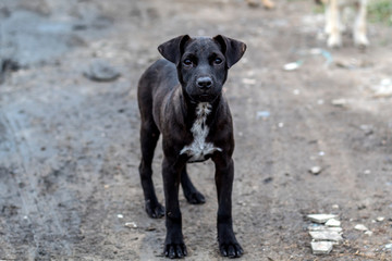 Black puppy wandering in Thailand