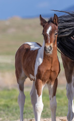 Naklejka na ściany i meble Cute Wild horse Foal in Utah in Spring