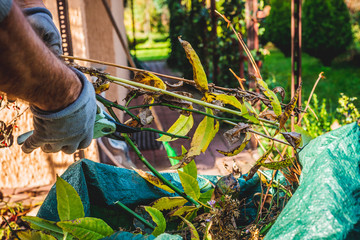 Cutting branches and pruning withered plants. The concept of cleaning and caring for the garden. The man pruns the branches, removes withered plants. Autumn cleaning before winter, spring cleaning.
