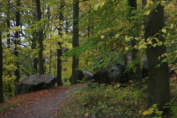 Forest with autumnal broadleaf trees and rocks. 
