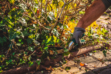 Cutting branches and pruning withered plants. The concept of cleaning and caring for the garden. The man pruns the branches, removes withered plants. Autumn cleaning before winter, spring cleaning.