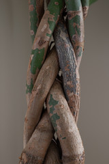 Braided Money Tree Trunk